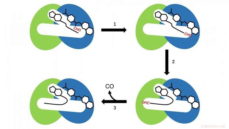 CO Biosynthesis Is Essential for Active Site Assembly in NiFe Hydrogenases