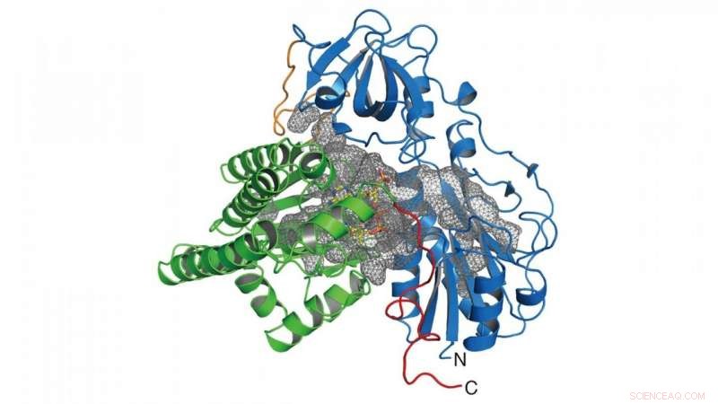 CO Biosynthesis Is Essential for Active Site Assembly in NiFe Hydrogenases