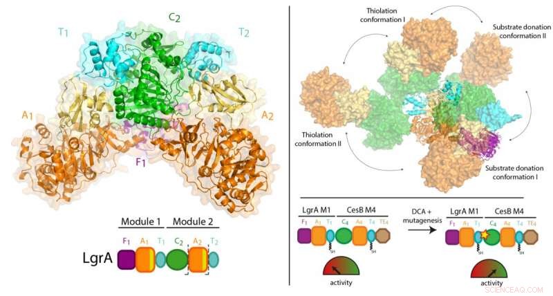 McGill Scientists Unveil New Insights into Antibiotic Biosynthesis