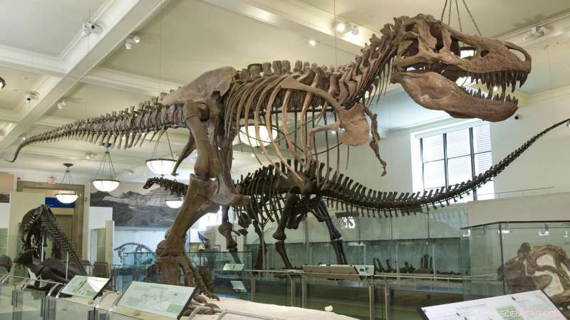 How Soft Tissues and Proteins Persisted in Tyrannosaurus rex: Insights into Fossil Preservation