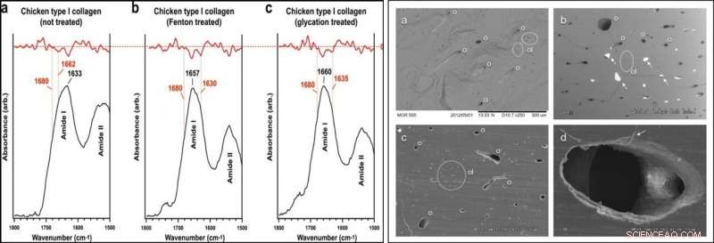 How Soft Tissues and Proteins Persisted in Tyrannosaurus rex: Insights into Fossil Preservation