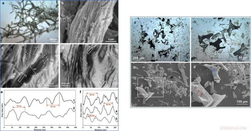 How Soft Tissues and Proteins Persisted in Tyrannosaurus rex: Insights into Fossil Preservation