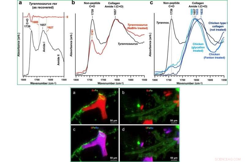 How Soft Tissues and Proteins Persisted in Tyrannosaurus rex: Insights into Fossil Preservation
