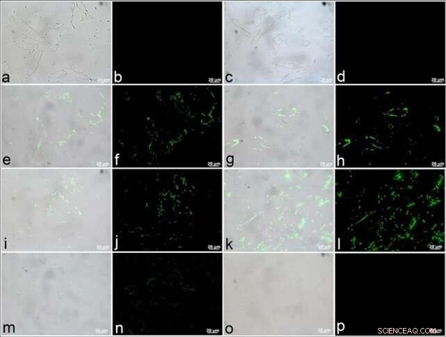 How Soft Tissues and Proteins Persisted in Tyrannosaurus rex: Insights into Fossil Preservation