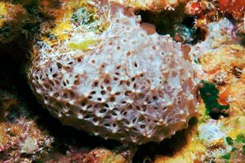 New Sea Sponge-Derived Compounds Show Promise as Antitumor Agents