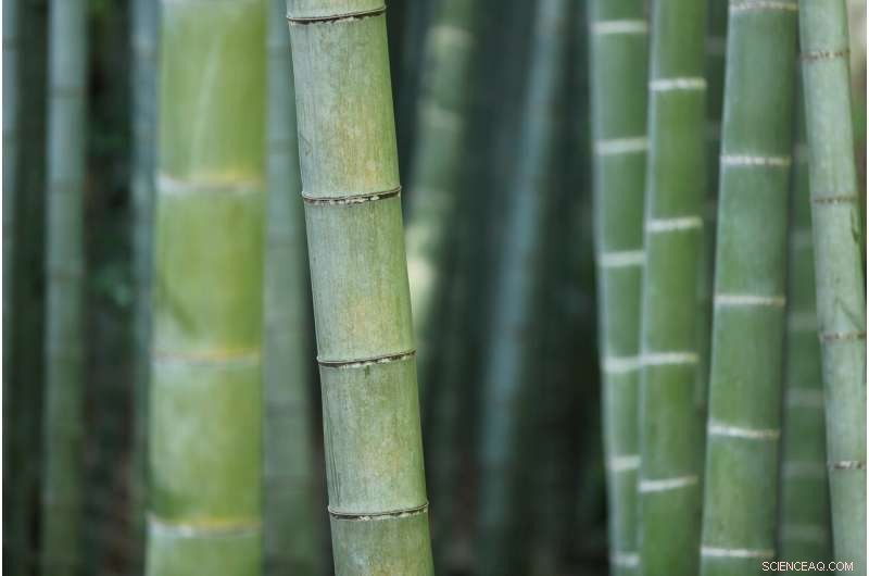 Mapping Heat Flow in Bamboo to Boost Energy‑Efficient, Fire‑Resistant Building Design