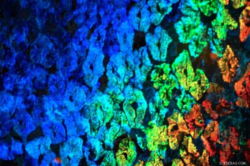Marvelous Molecular Machine: How Squids  Adaptive Iridocytes Master Color Camouflage