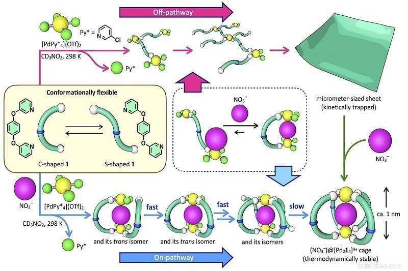 Researchers Uncover Life-Like Self-Assembly Pathways in Synthetic Molecules