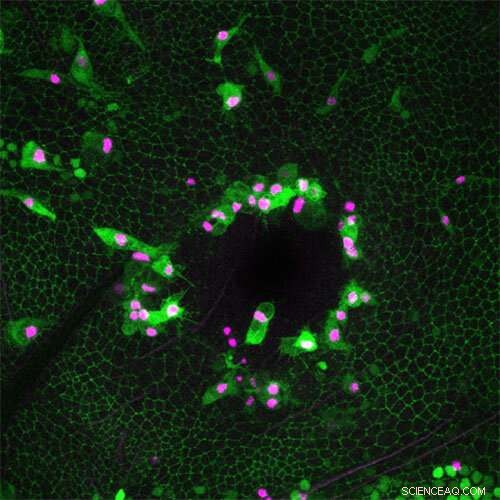 Scientists Unveil New Immune Shield Enhancing Tissue Repair