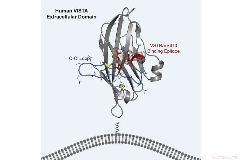 New Structural Insights into VISTA Protein Offer Promising Pathways for Next-Gen Cancer Immunotherapies