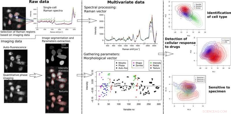 Label‑Free Microscopy Reveals Cell Activation and Differentiates Cell Types with Precision