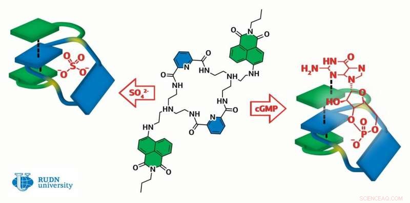 Innovative Molecule Offers Dual Benefits for Heart Disease Therapy and Virus Detection