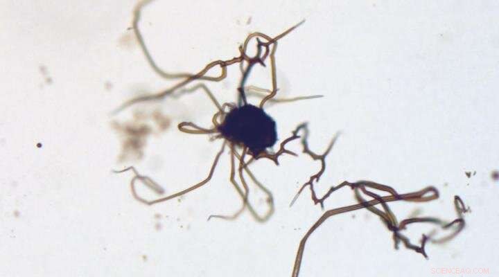 New Research Reveals Fossil‑Like Structures Are Mineral Deposits, Boosting Mars Life Search