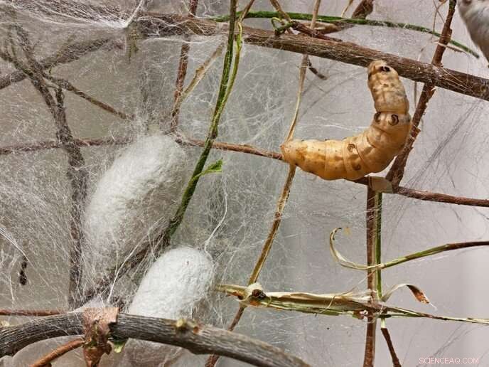 Exploring the Incredible Strength of Worm and Spider Silks