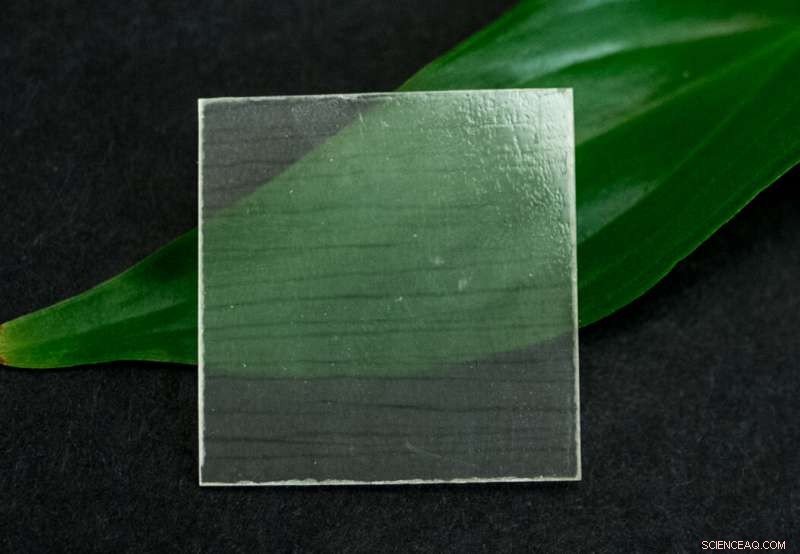 Transparent Wood: The Next Frontier in Sustainable Construction