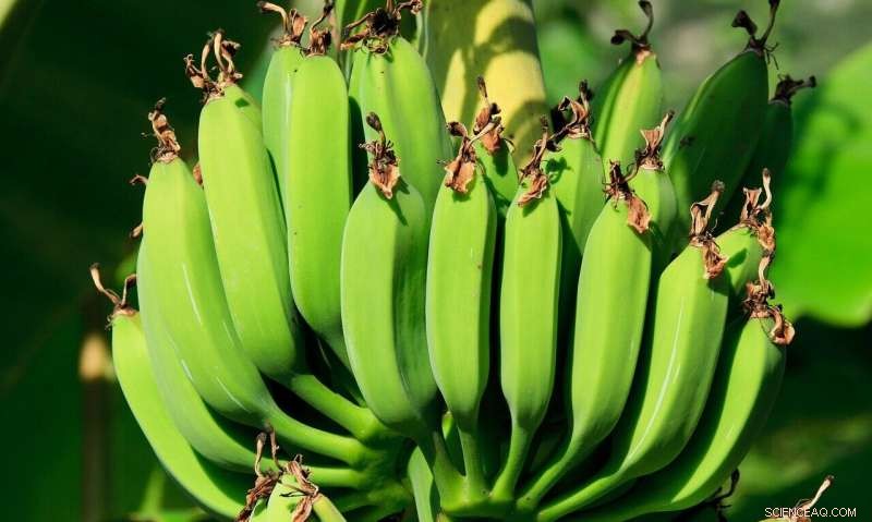 Banana‑Plant Packaging: A Sustainable, Biodegradable Alternative to Plastic