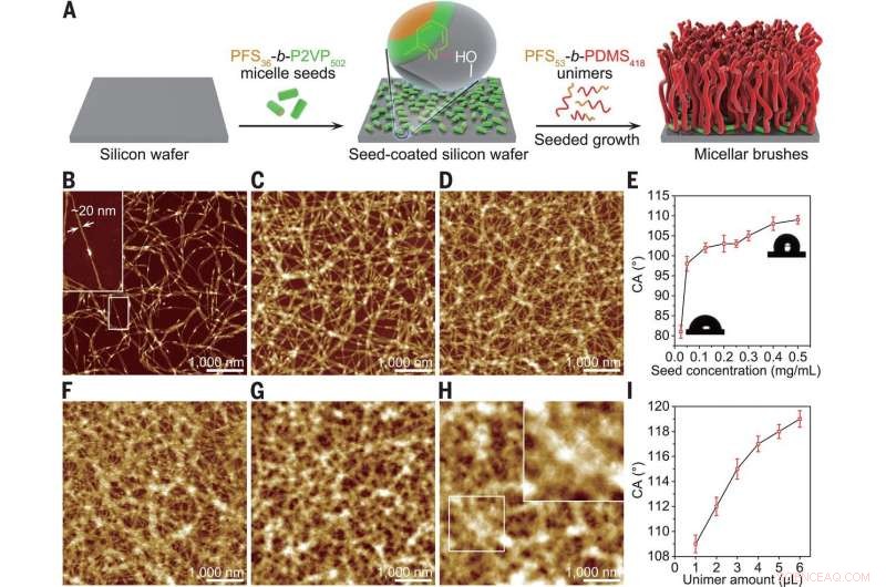 Functionalized Surfaces: Tailored Cylindrical Micellar Brushes with Controlled Length for Chemical Applications