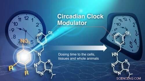 Light-Activated Compounds Precisely Control the Biological Clock