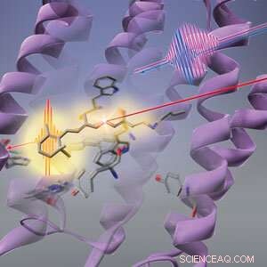 Protein Conformational Shifts Trigger Retinal Chromophore Photoisomerization in Bacteriorhodopsin