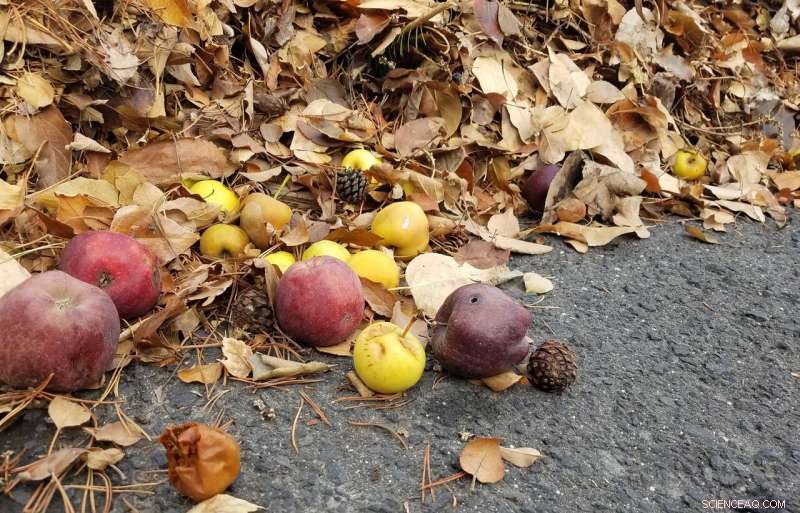 Sustainable Road Deicing: Harnessing Grape and Agricultural Waste