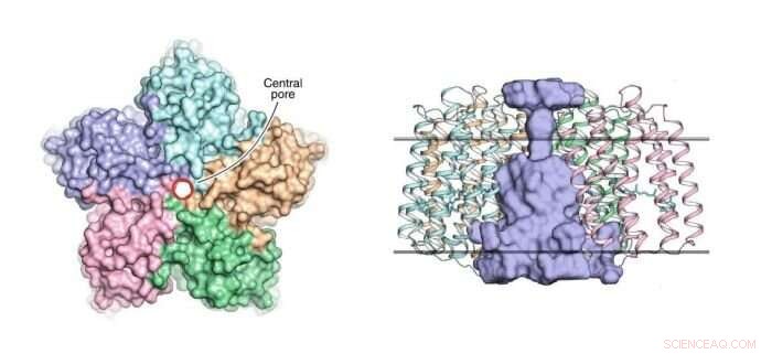 Scientists Unveil 3D Structure of Viral Rhodopsins