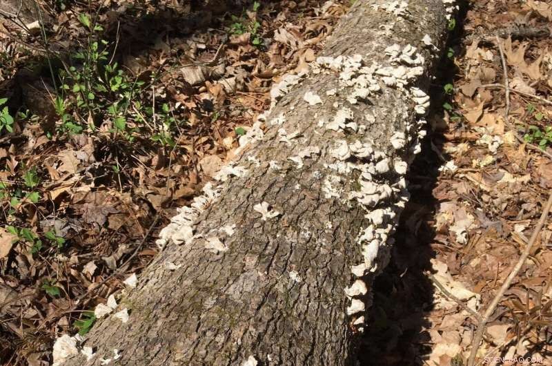 Tiny Enzymes Drive Global Carbon Recycling