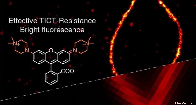 Enhanced Rhodamine Dyes Enable Brighter Super‑Resolution Imaging of Cell Membranes