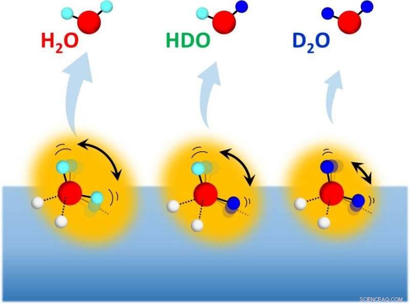 Molecular Rotation s Influence on Isotope Effects in Water Hydrogen Bonds