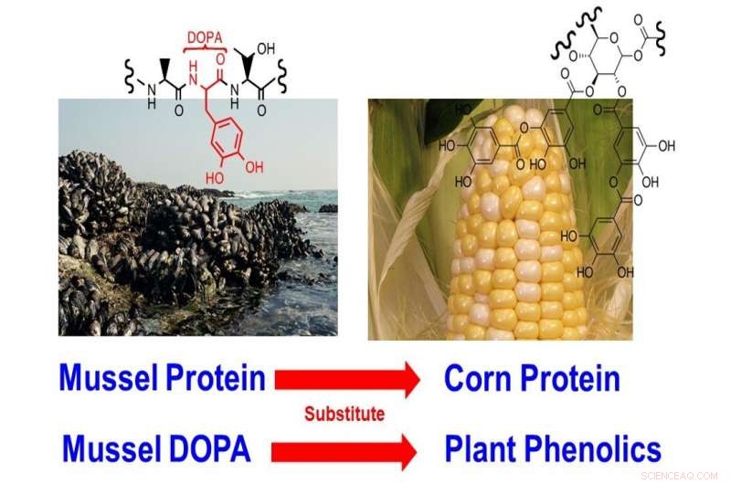 Food-Derived Ingredients Could Revolutionize Strong, Safe Adhesives for Laptops, Packaging, and Furniture