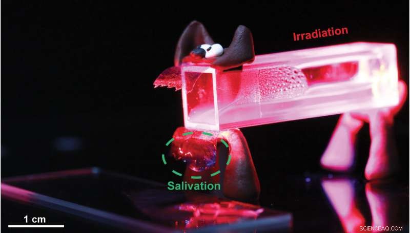 Programmable Plastic Learns to Walk – A New Pavlovian Thermoplastic Innovation