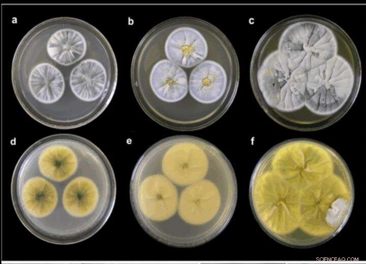 New Sea-Fungal Compounds Offer Promising Herbicidal Activity
