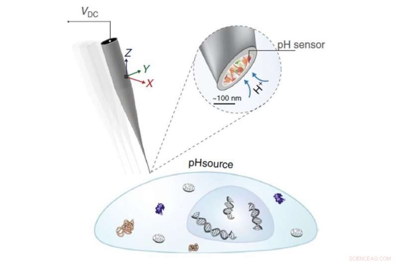 Advanced pH Probes Could Advance Cancer Treatment