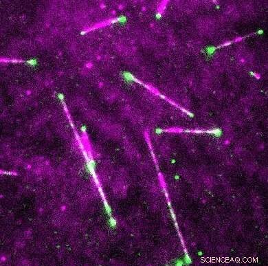 Seeing Taxol in Action: How Advanced Microscopy Unveils Anti‑Cancer Drug Mechanisms