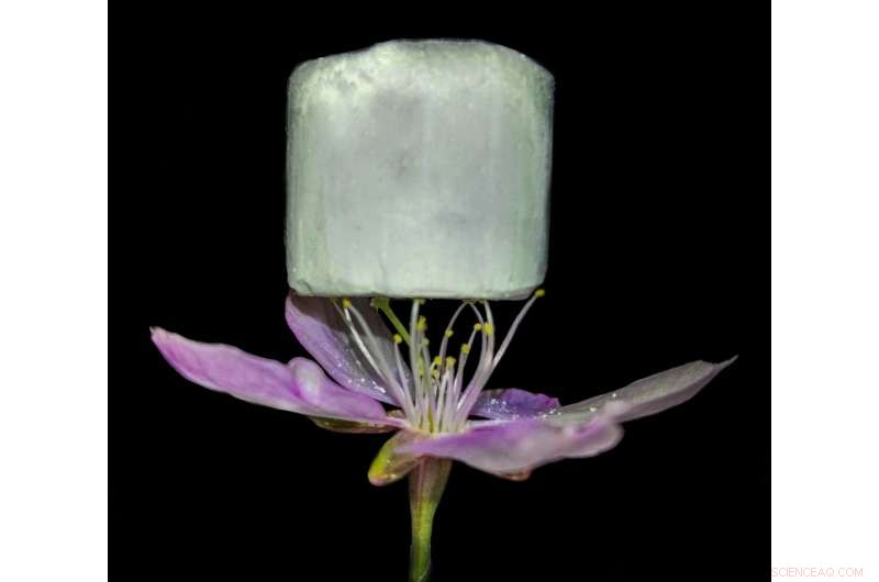 Bio-Based Hybrid Foam: A Breakthrough Material for Efficient CO₂ Capture