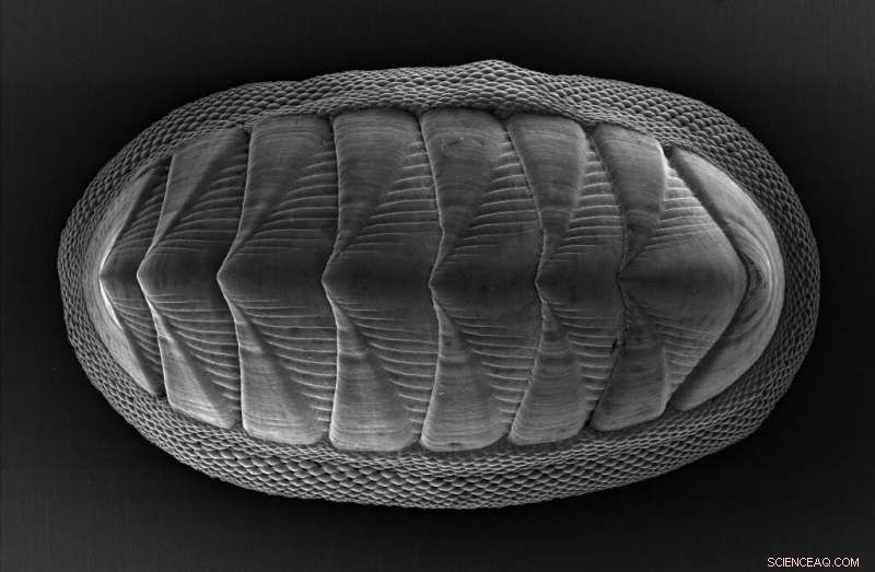 Chiton Mollusk Inspires Advanced Armor Design