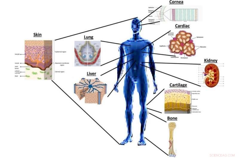 Unveiling the Complexities of Bioprinting Multicellular Tissues