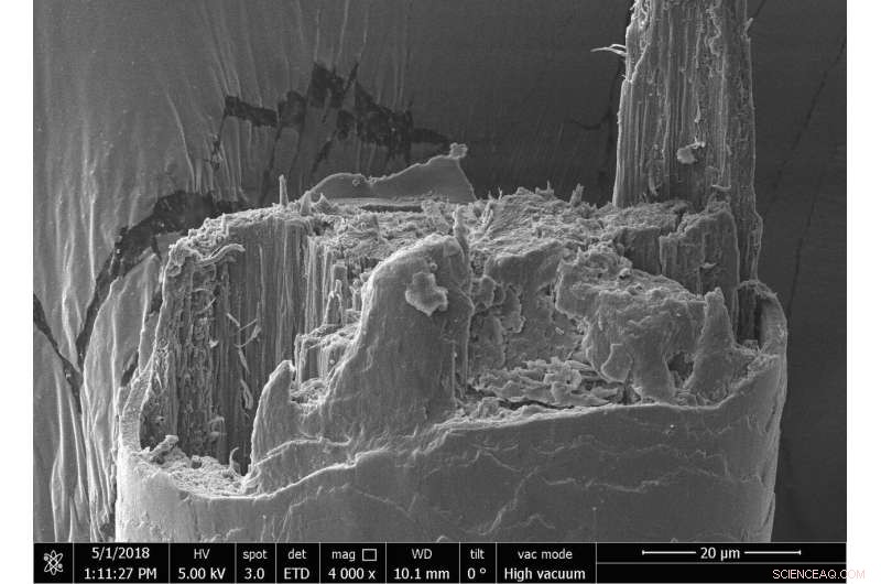 New Study Reveals Thicker Hair Isn’t Always Stronger: Comparing Elephant, Capybara, and Human Strands