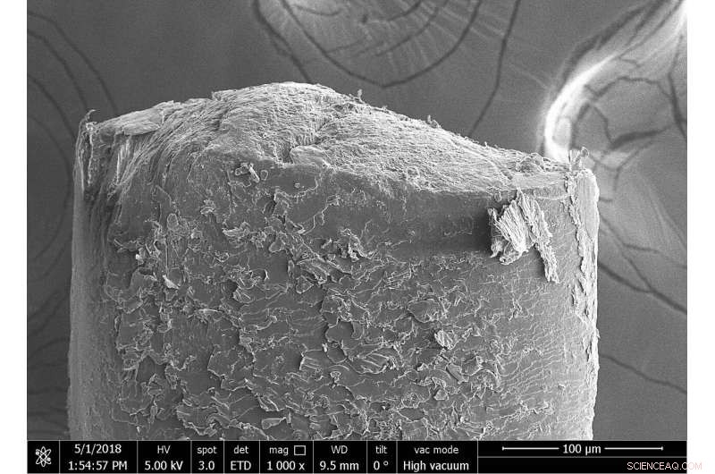 New Study Reveals Thicker Hair Isn’t Always Stronger: Comparing Elephant, Capybara, and Human Strands