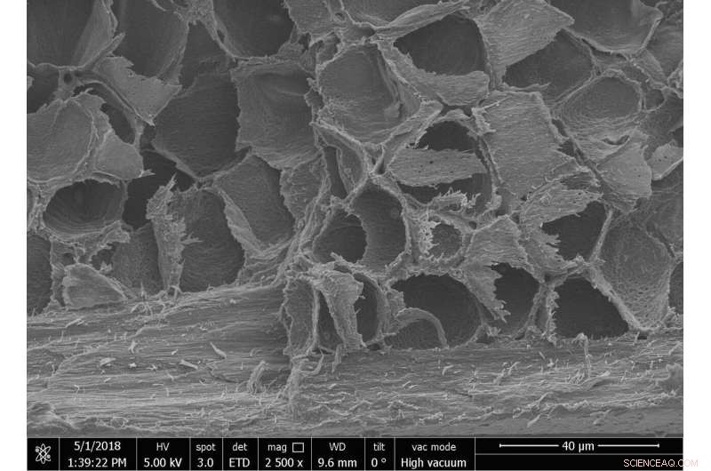 New Study Reveals Thicker Hair Isn’t Always Stronger: Comparing Elephant, Capybara, and Human Strands