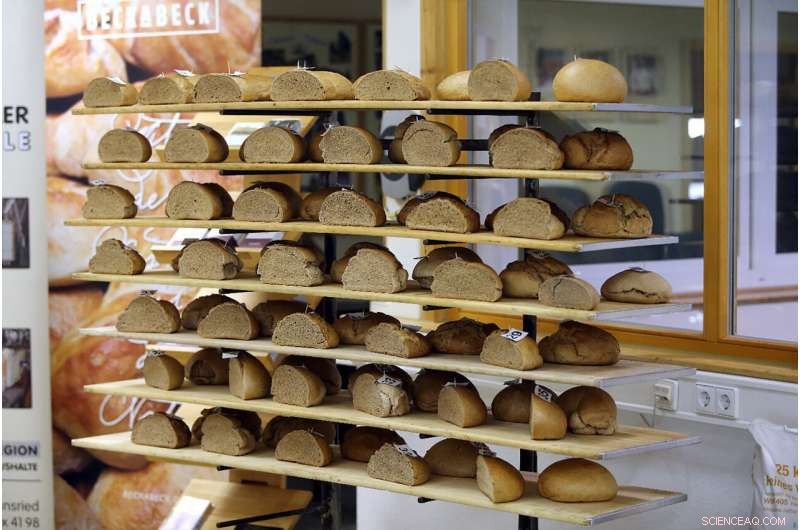 Scientists Find Modern and Heritage Wheat Breads Taste Just as Good