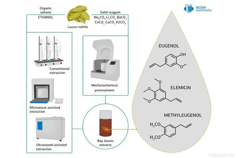 Scientists Refine Bay Leaf Antioxidant Extraction, Boosting Yield and Potency