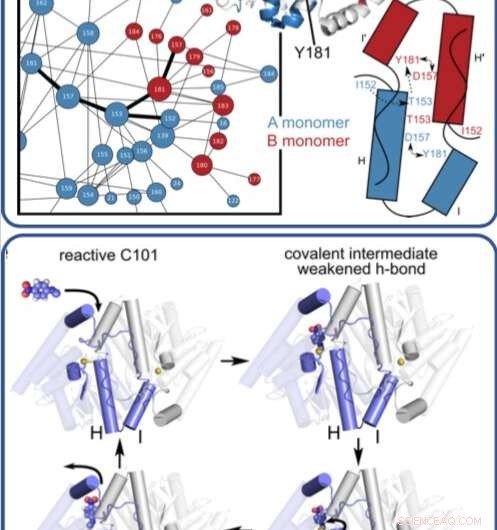 Scientists Uncover How Enzyme Movements Accelerate Chemical Reactions