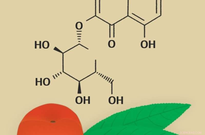 RUDN Biochemists Discover Peach Leaf Polyphenols Drive Antioxidant Power