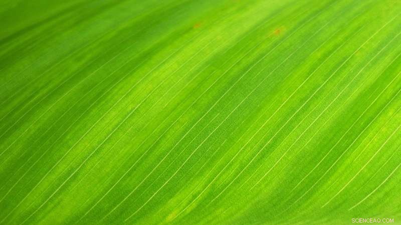 Silver Diphosphide Paves the Way for Carbon‑Neutral Fuel Production