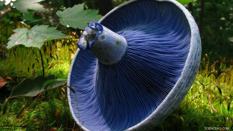 Blue Mushroom Dye Drives Development of Advanced Fluorescent Probe for Cell Biology