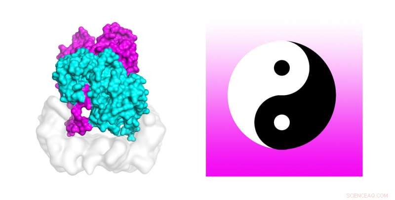 Unveiling the Yin‑Yang Protein’s Role in Skin Cancer: A Breakthrough Discovery