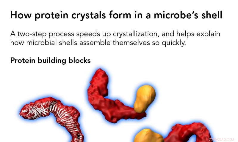 Scientists Uncover Protein Blueprint for Microbial Shell Crystal Tiling