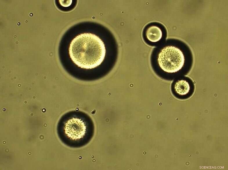 Liquid Crystal Molecules Form Unexpected Branching Structures