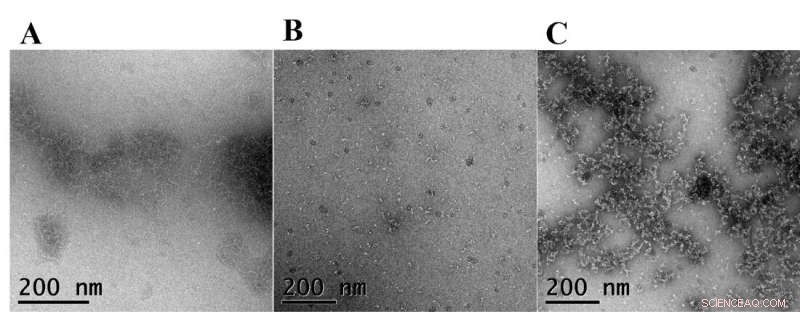 Seaweed Structures Reveal Promising Paths to Sustainability