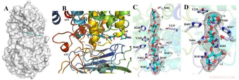 Seaweed Structures Reveal Promising Paths to Sustainability